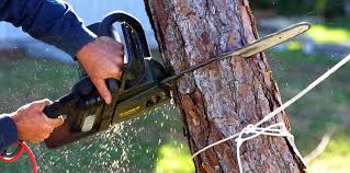 Professional Tree Services in Lake Wissota, WI