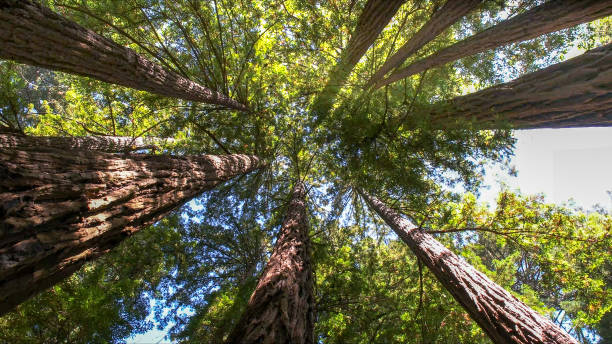 How Our Tree Care Process Works  in  Lake Wissota, WI