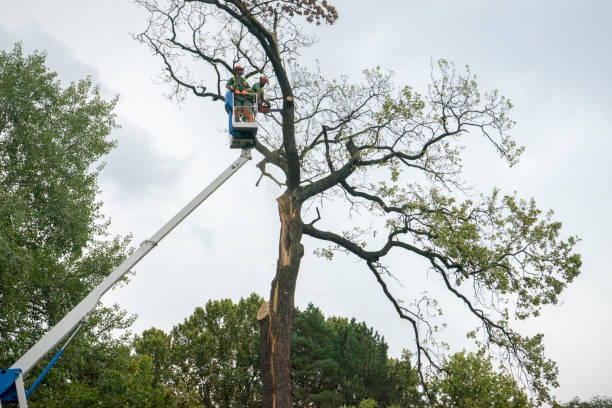 Best Arborist Consultation Services  in Lake Ssota, WI