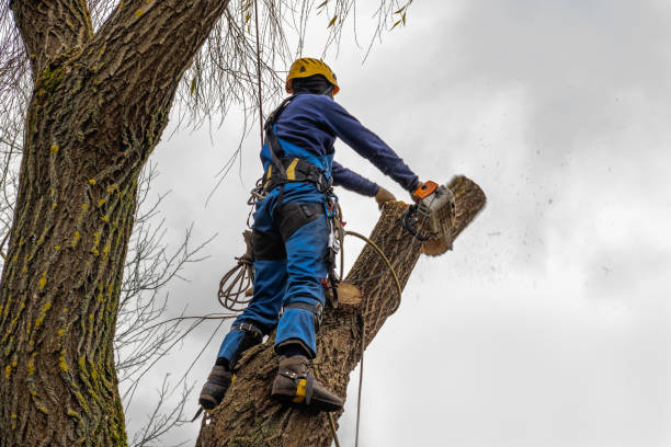 Best Tree Cabling and Bracing  in Lake Ssota, WI