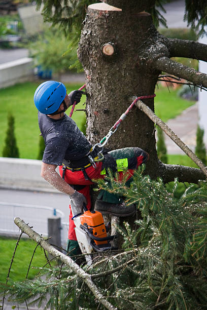 Best Emergency Tree Removal  in Lake Ssota, WI