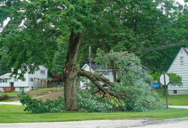 Best Commercial Tree Services  in Lake Ssota, WI
